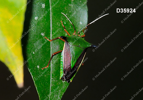 Edessa elaphus